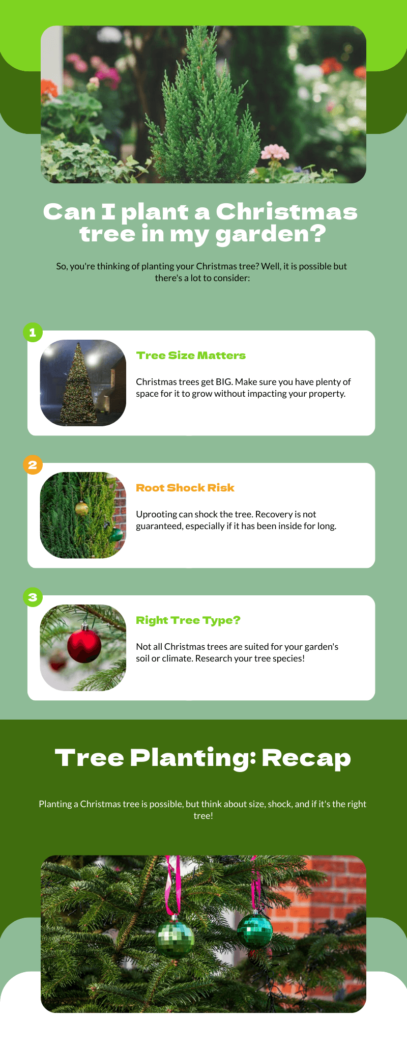 Can i plant a Christmas tree in my garden