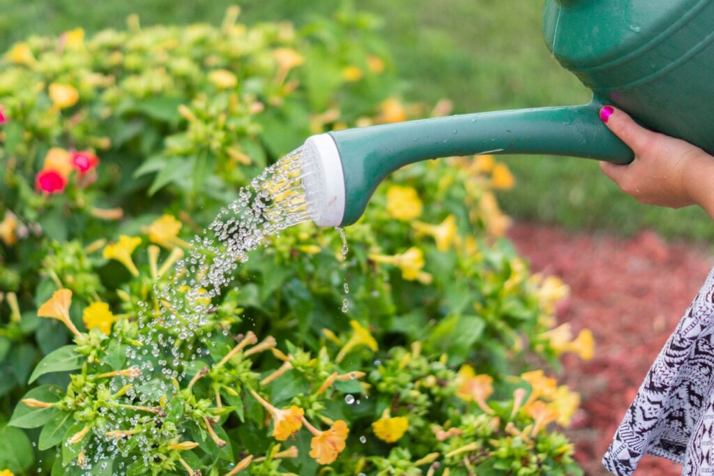 When is the best time to water the garden in summer?