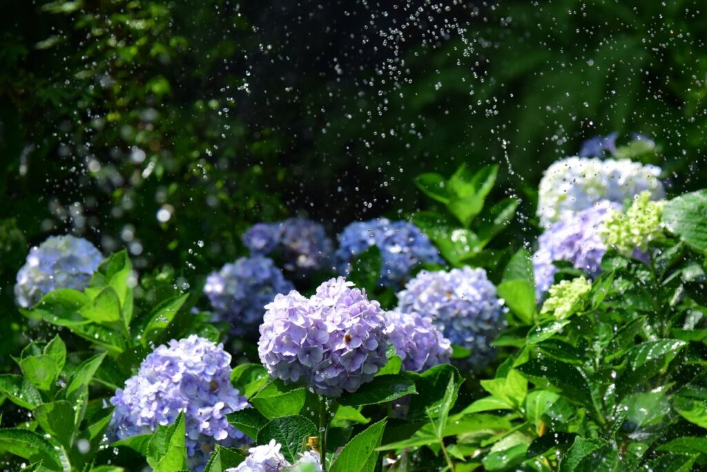 When is the best time to water the garden in summer?
