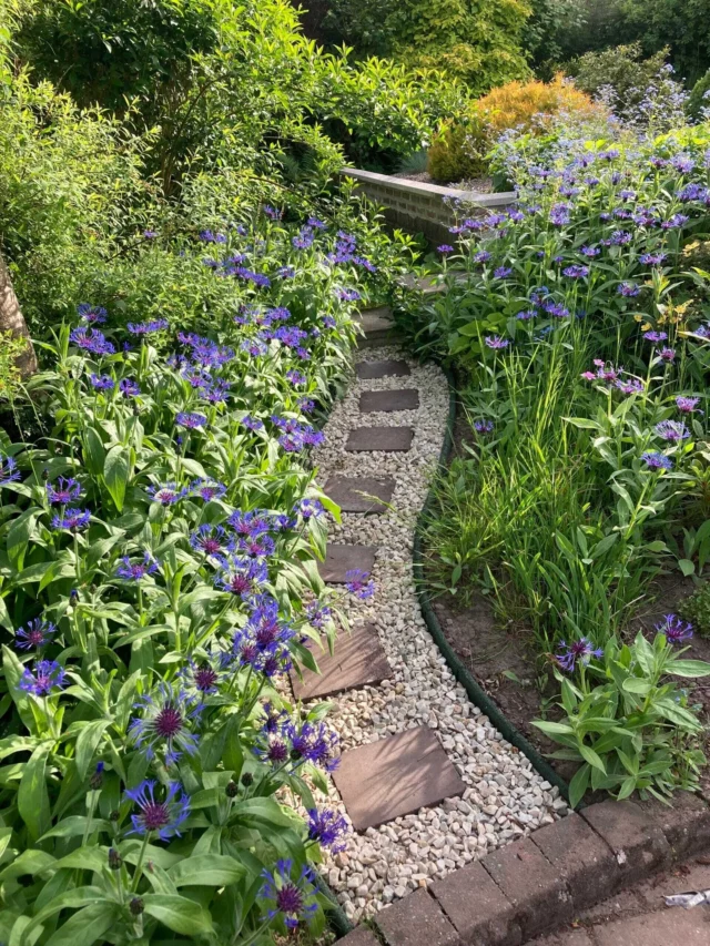How to Create a Curved Edge in Garden: Easy Steps for Stunning Results